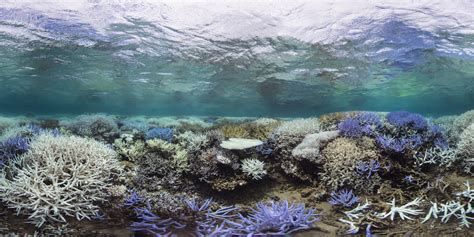 underrail coral|Why Coral is a problem, and how to fix it. :: Underrail General .